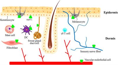 TRPV1: A promising therapeutic target for skin aging and inflammatory skin diseases